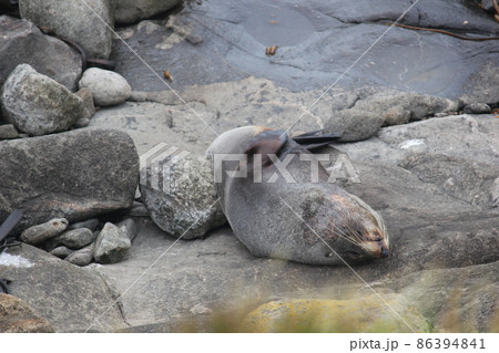 アザラシ ニュージーランド アザラシ ニュージーランド 86394841