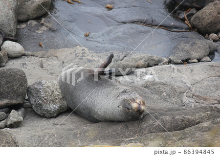 アザラシ ニュージーランド  86394845