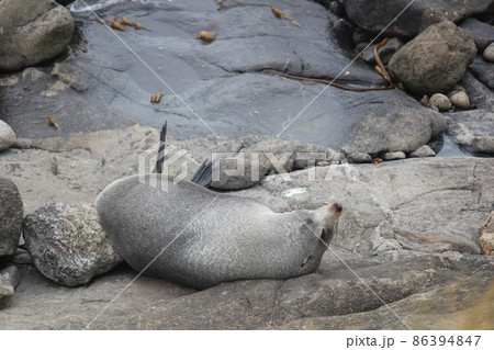 アザラシ ニュージーランド  86394847