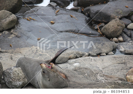 アザラシ ニュージーランド  86394853