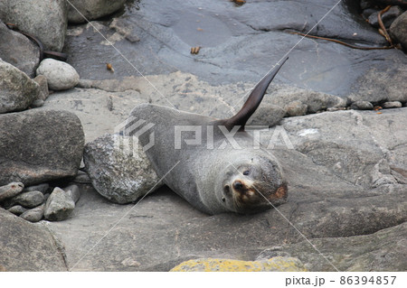 アザラシ ニュージーランド アザラシ ニュージーランド 86394857