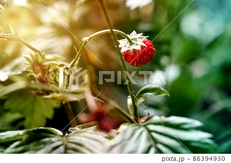 Small red wild strawberry, Fragaria vesca, on stem with leaves in foreground and background, selective focus Small red wild strawberry, Fragaria vesca, on stem with leaves in foreground and background, selective focus 86394930
