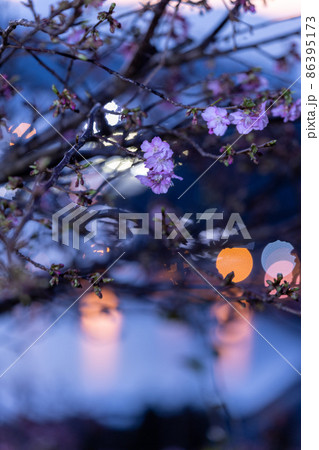 陽が昇り前のオレンジ色と街路灯のオレンジ色に丸くボケて、薄らと赤紫の花びらの南郷城に咲く河津桜 陽が昇り前のオレンジ色と街路灯のオレンジ色に丸くボケて、薄らと赤紫の花びらの南郷城に咲く河津桜 86395173