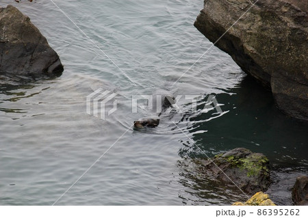 あざらし　ニュージーランド  86395262