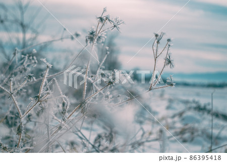 霧氷を纏うコセンダングサ【冬の安曇野】 86395418