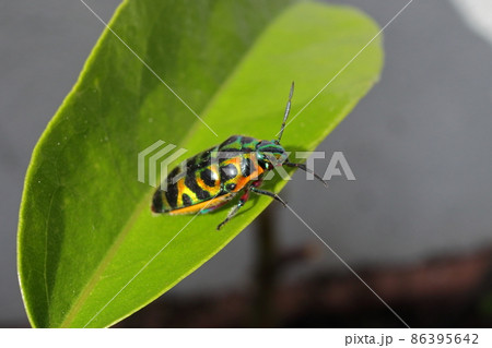 ラデンキンカメムシ　沖縄に居着いた外来昆虫 86395642