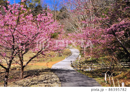 神奈川県二宮町　ラディアン花の丘公園の満開河津桜と散策路 86395782