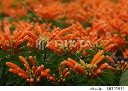 カエンカズラ　一面オレンジ色になる南国の花 86395931