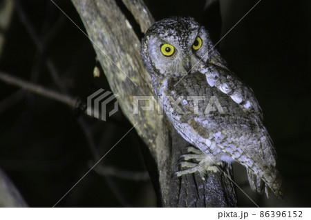 日本に夏鳥としてやって来る小さくかわいいフクロウのコノハズク 86396152