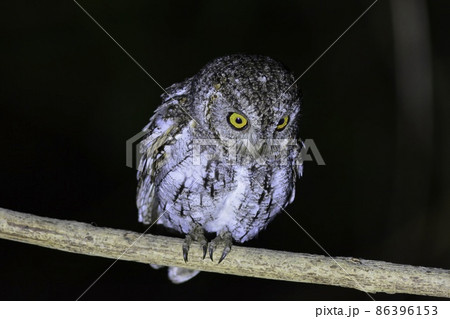 日本に夏鳥としてやって来る小さくかわいいフクロウのコノハズクの写真素材