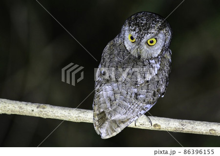 日本に夏鳥としてやって来る小さくかわいいフクロウのコノハズク 日本に夏鳥としてやって来る小さくかわいいフクロウのコノハズク 86396155