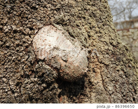 桜の幹にできたコブ 桜の幹にできたコブ 86396650