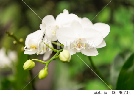 white flowers of blooming orchid in spring white flowers of blooming orchid in spring 86396732