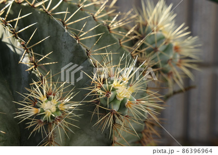 子株を吹いたサボテン王冠竜の写真素材 [86396964] - PIXTA