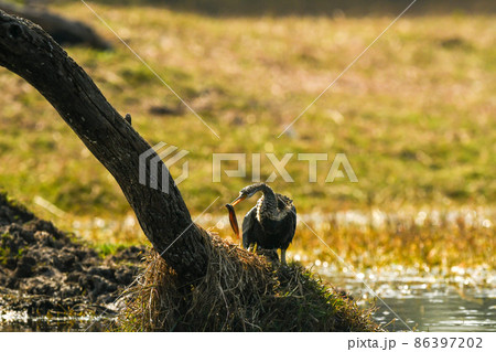 Oriental darter or Indian darter hunting a fish in beak at keoladeo ghana national park or bharatpur bird sanctuary bharatpur rajasthan india - anhinga melanogaster 86397202
