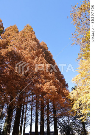 紅葉したメタセコイアの大木の風景 86397756