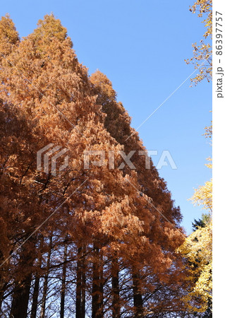 紅葉したメタセコイアの大木の風景 86397757