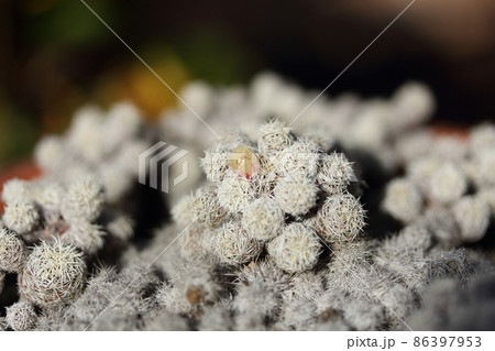 鉢植えの小さなサボテンの花 86397953