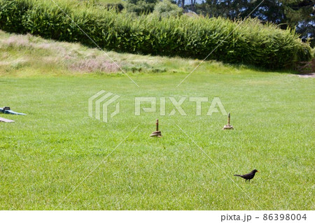 ホビトン　ムービー　セット　ツアーズ　ニュージーランド  Hobbiton New Zealand  86398004