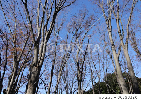 冬枯れのケヤキ並木の風景 冬枯れのケヤキ並木の風景 86398320