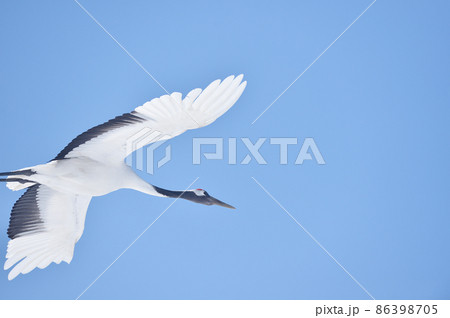 タンチョウの飛翔姿（北海道・鶴居） 86398705