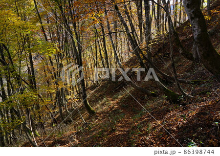 晩秋の広留野高原の樹林の紅葉1 鳥取県八頭郡若桜町 晩秋の広留野高原の樹林の紅葉1 鳥取県八頭郡若桜町 86398744