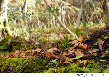 晩秋の広留野高原の樹林の落ち葉と苔1 鳥取県八頭郡若桜町 晩秋の広留野高原の樹林の落ち葉と苔1 鳥取県八頭郡若桜町 86398748