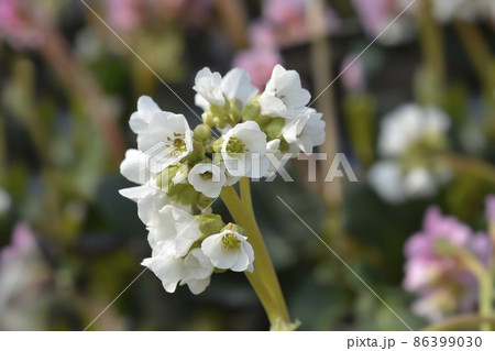 Bergenia Bressingham White Bergenia Bressingham White 86399030