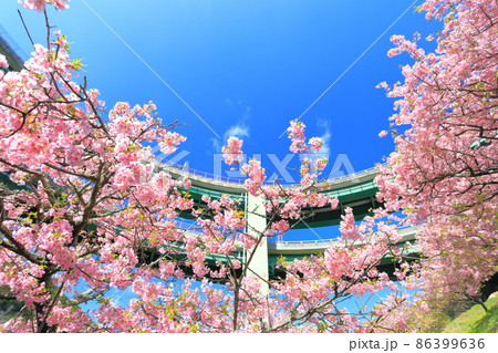 【静岡県】河津七滝ループ橋と満開の河津桜 86399636