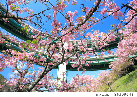 【静岡県】河津七滝ループ橋と満開の河津桜 86399642