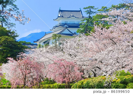 【神奈川県】快晴下の小田原城天守閣と満開桜 86399650