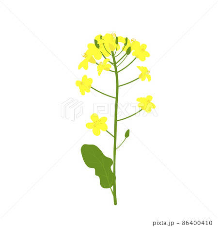 Rapeseed vector stock illustration. Yellow flower of field culture. Isolated on a white background. Spring. Medicinal plant, biofuel. 86400410
