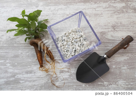 ガジュマルと根腐れ防止剤の水耕栽培の植え替えのイメージ ガジュマルと根腐れ防止剤の水耕栽培の植え替えのイメージ 86400504