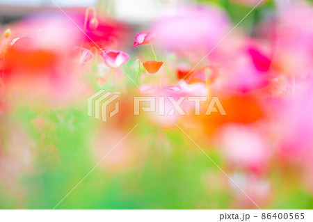 初夏　満開のポピー畑【長野県】 86400565