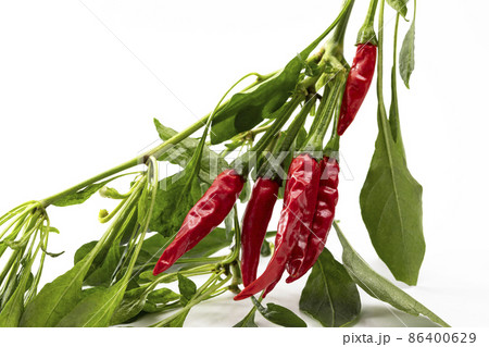 白バックの唐辛子_鷹の爪 86400629