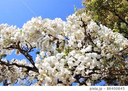 青空に映える白い藤の花 青空に映える白い藤の花 86400645
