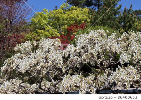 中山寺に咲く珍しい白い藤の花の藤棚 86400653