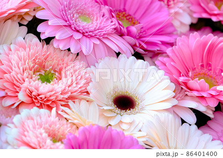 ガーベラ 86401400