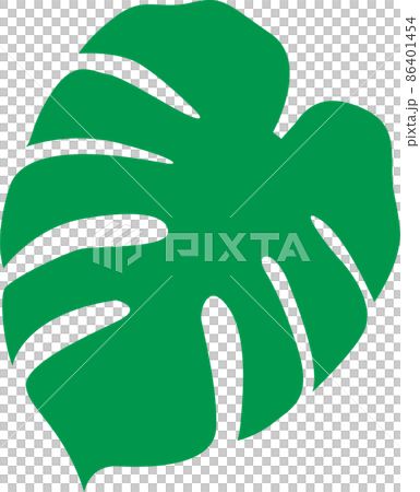 龜背竹插圖 86401454