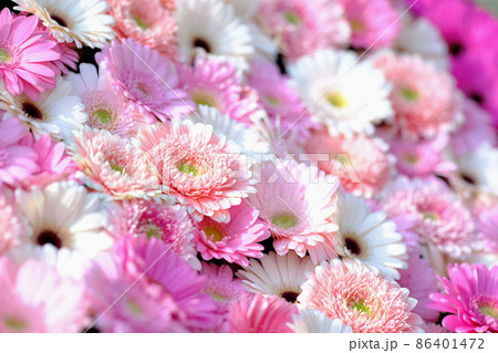 ガーベラ 86401472