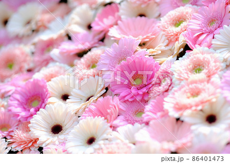 ガーベラ 86401473