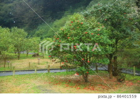 伊豆大島　椿園 86401559