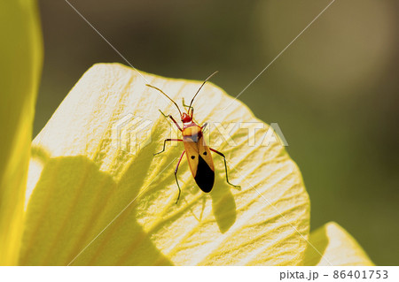 Red Cotton Bug on yellow flower petals Red Cotton Bug, red head, strong wings, orange front. There is a black dot in the middle on each side. Red Cotton Bug on yellow flower petals Red Cotton Bug, red head, strong wings, orange front. There is a black dot in the middle on each side. 86401753