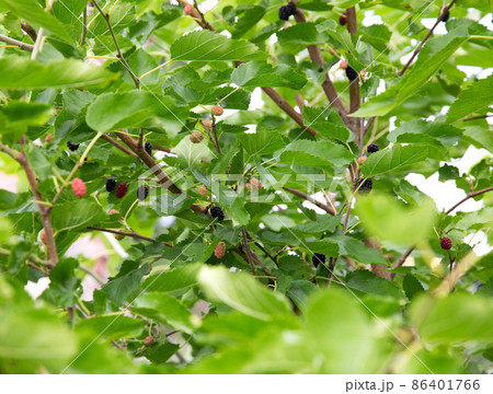 Blackberry bush, ripening blackberries of black color on a background of green foliage Blackberry bush, ripening blackberries of black color on a background of green foliage 86401766