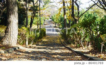 富士市の街並み＜26＞（富士と港の見える公園内のイチョウが落葉した遊歩道） 86401769
