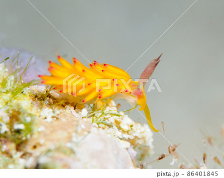 パスタチゴミノウミウシ パスタチゴミノウミウシ 86401845