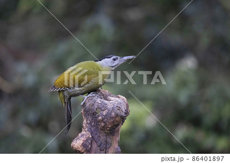 Grey-headed Woodpecker, Picus canus, Uttarakhand, India 86401897
