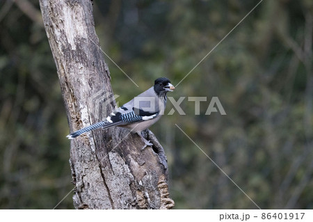 Black-headed Jay, Garrulus lanceolatus, Uttarakhand, India Black-headed Jay, Garrulus lanceolatus, Uttarakhand, India 86401917