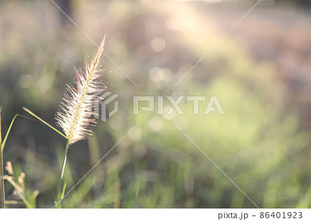 Desho grass closeup with sunlight Desho grass closeup with sunlight 86401923