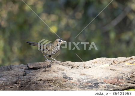 Rufous-chinned Laughingthrush, Ianthocincla rufogularis, Uttarakhand, India 86401968